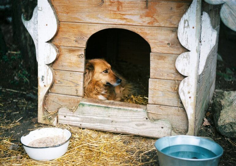 Jak ocieplić budę psa zimą? PCV Expert radzi, jak chronić zdrowie pupila